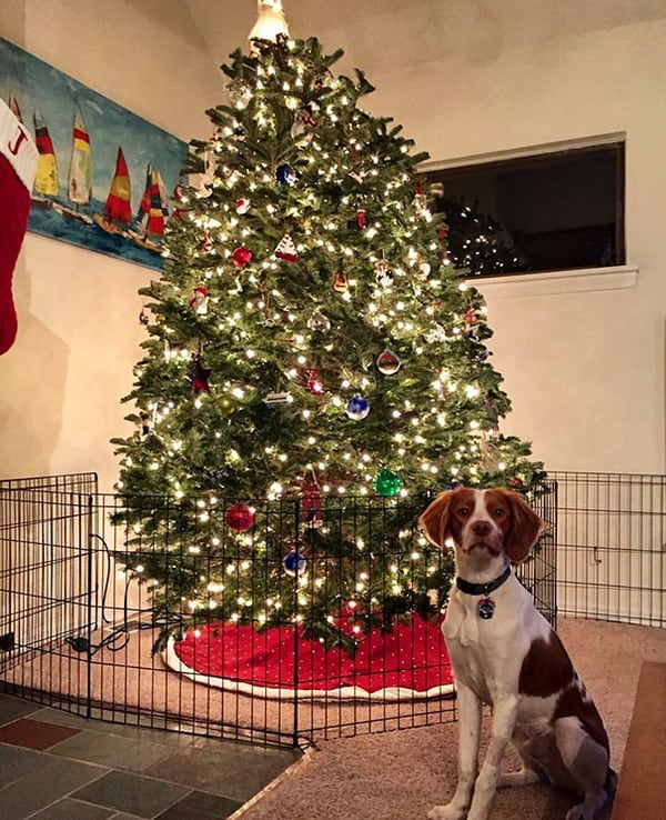 dog-proofed-christmas-tree