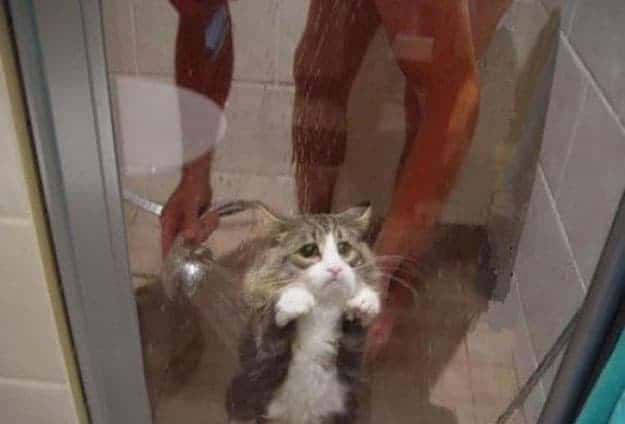 sad-cat-taking-a-bath