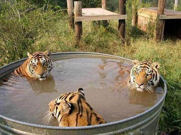 tigers-in-a-tub