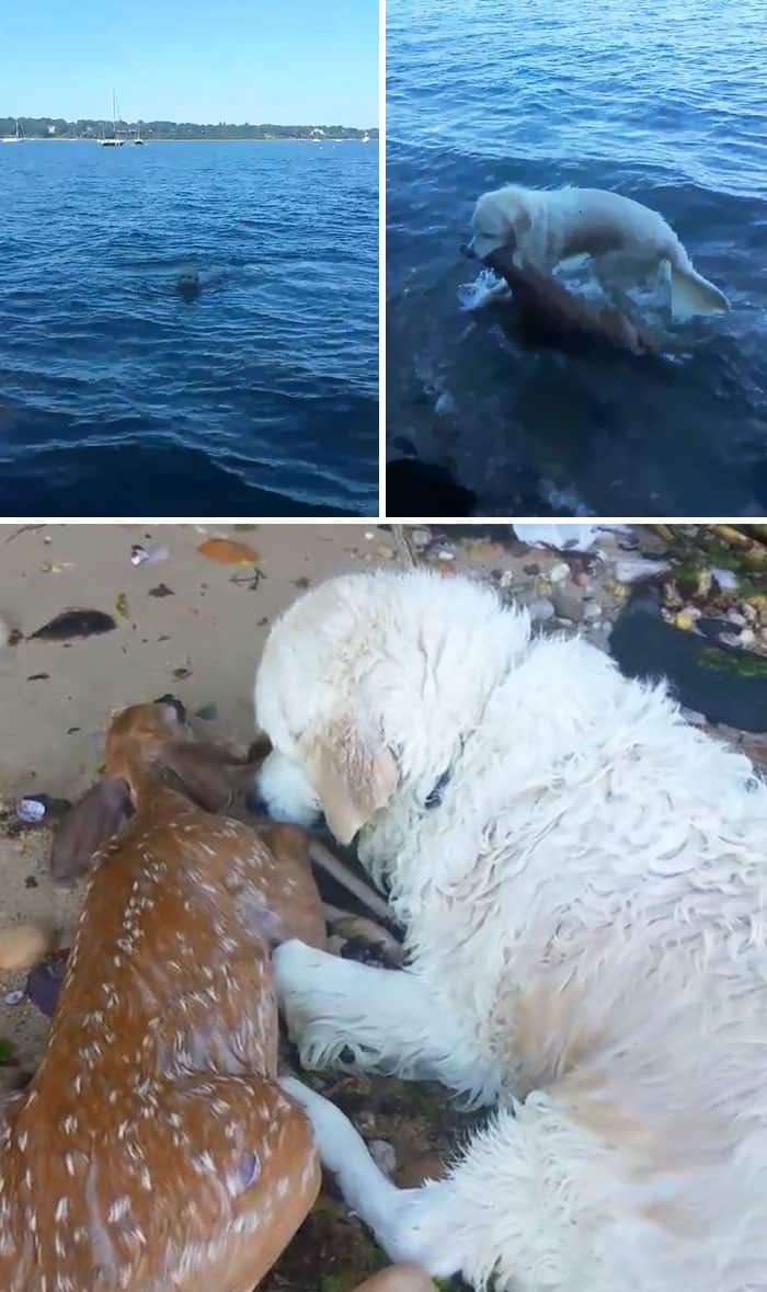 Heroic Dogs drowning deer