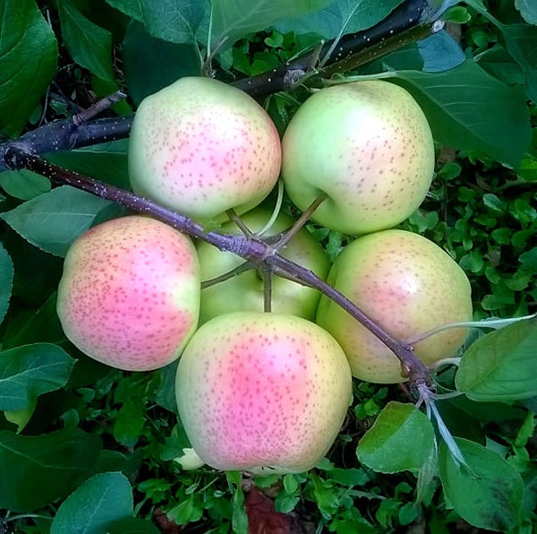 Oddly Satisfying Food Photos apple cluster