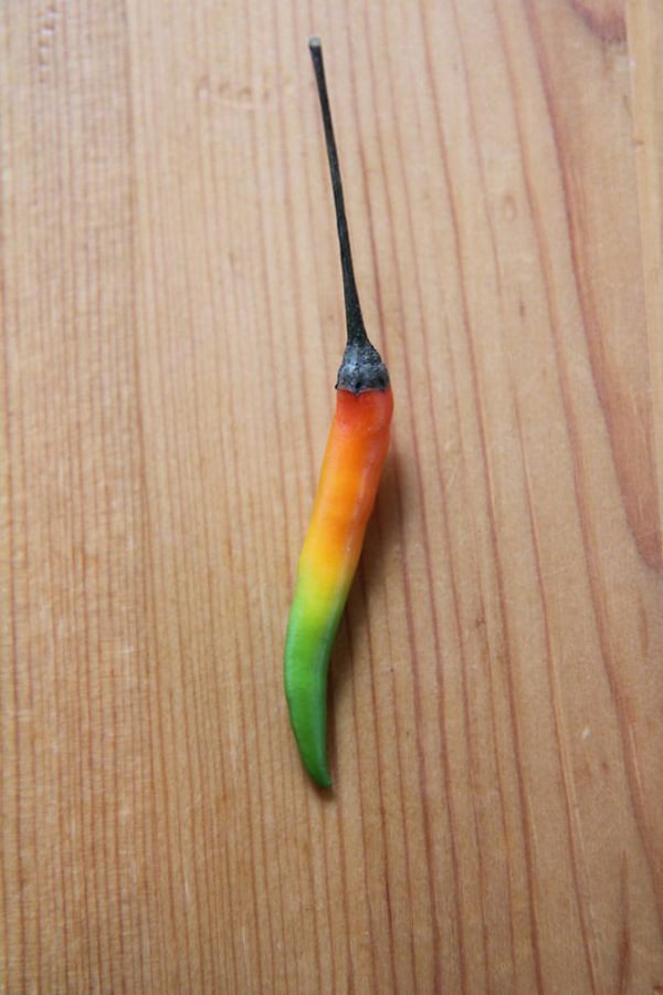 Oddly Satisfying Food Photos chilli mild to hot gradient