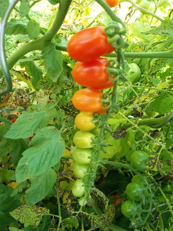 Oddly Satisfying Food Photos ripe tomatoes order