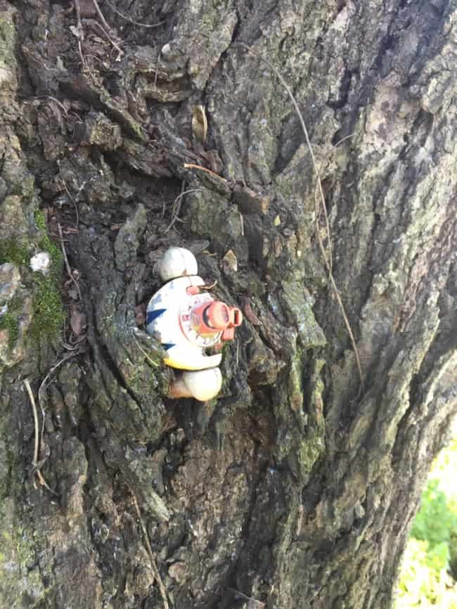 People Who Recovered Their Lost Treasures toy in tree