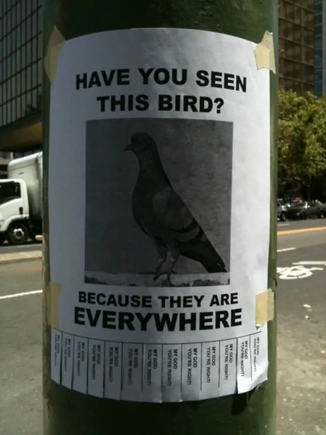 Pigeon-invasion