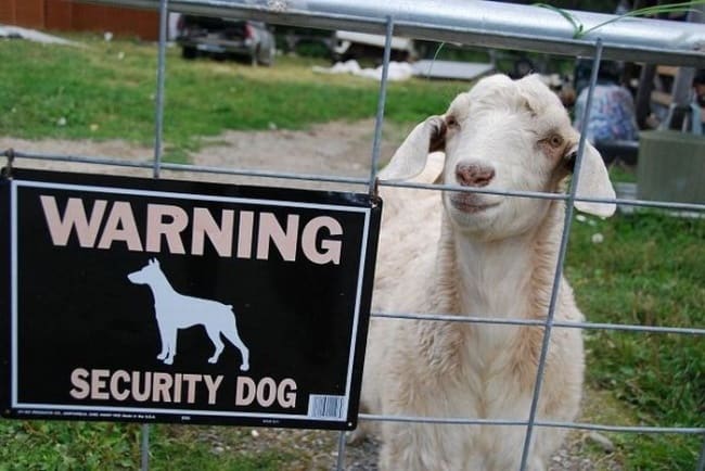 Security Fails dog