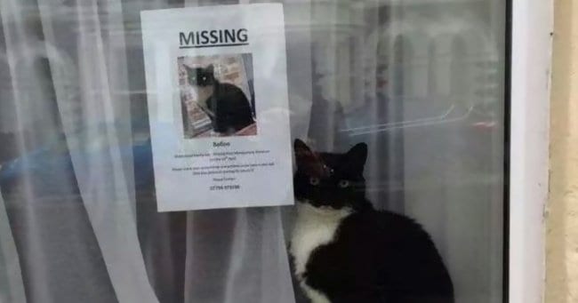 cat-found-himself