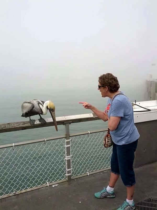 Times Grandparents Made Life More Interesting scolding pelican