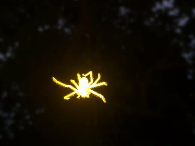 glowing-spider