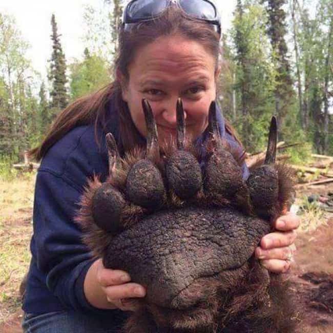 grizzly-bear-paw