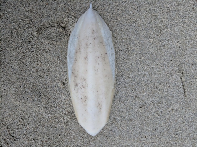 cuttlebone-found-in-beach