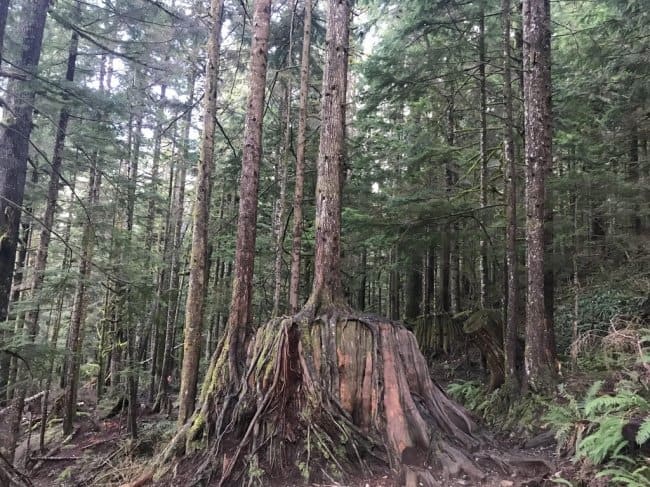 tree-on-a-stump