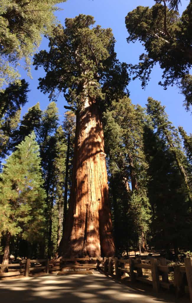 giant-sequoia-is-old