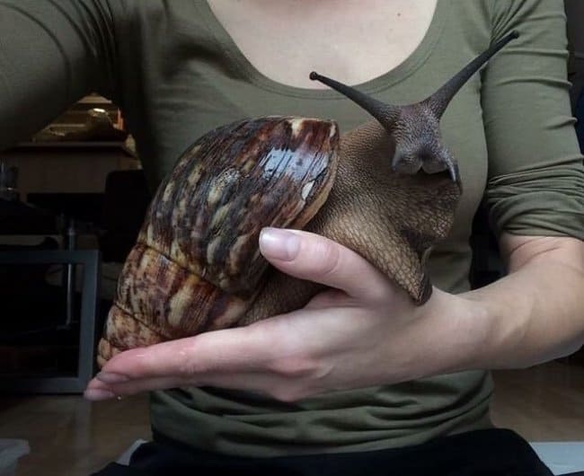 large-snail-pet
