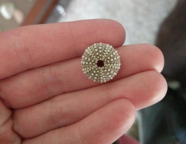 tiny-see-urchin