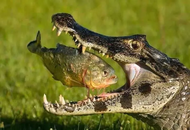 alligator_eating_piranha