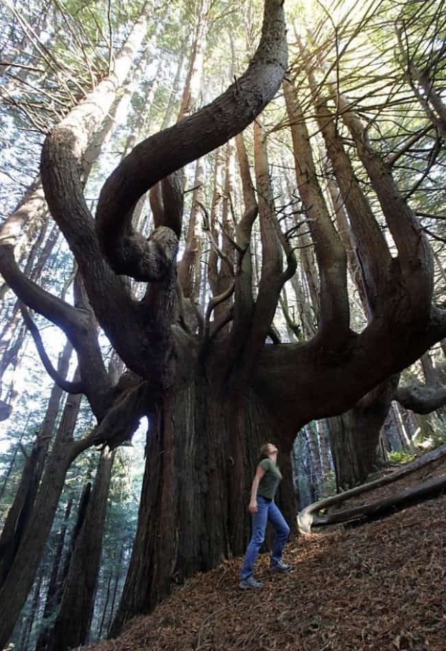 incredible-tree-in-forest