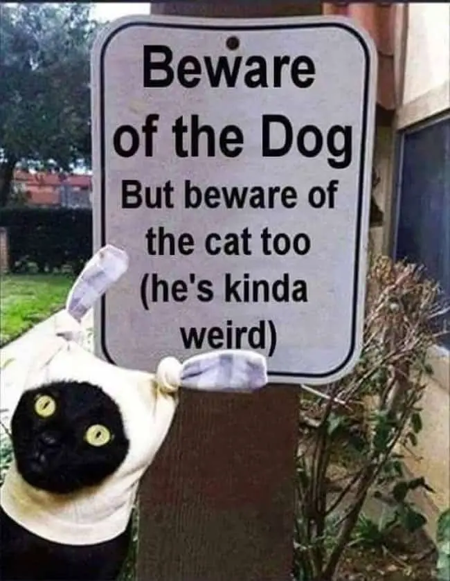 beware_of_the_cat_too_sign