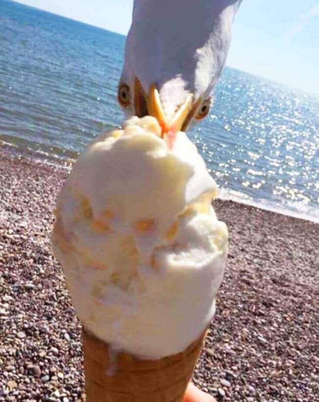 bird_photobombs_ice_cream_photo