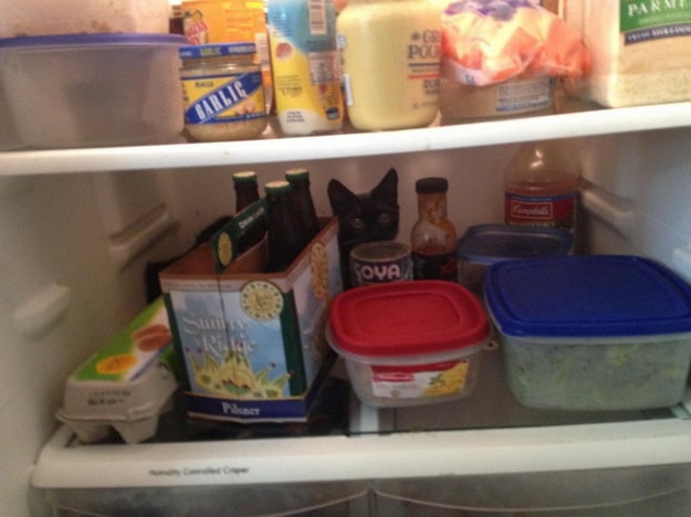 cat-hiding-in-the-fridge