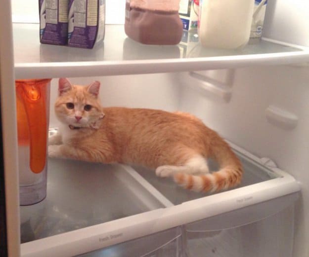 cat-in-the-fridge