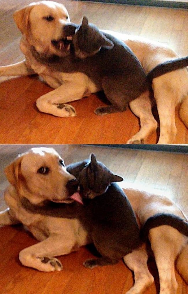 cat_and_dog_before_and_after_the_owner_comes_in