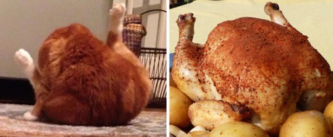 cat_and_roast_chicken_look_alike