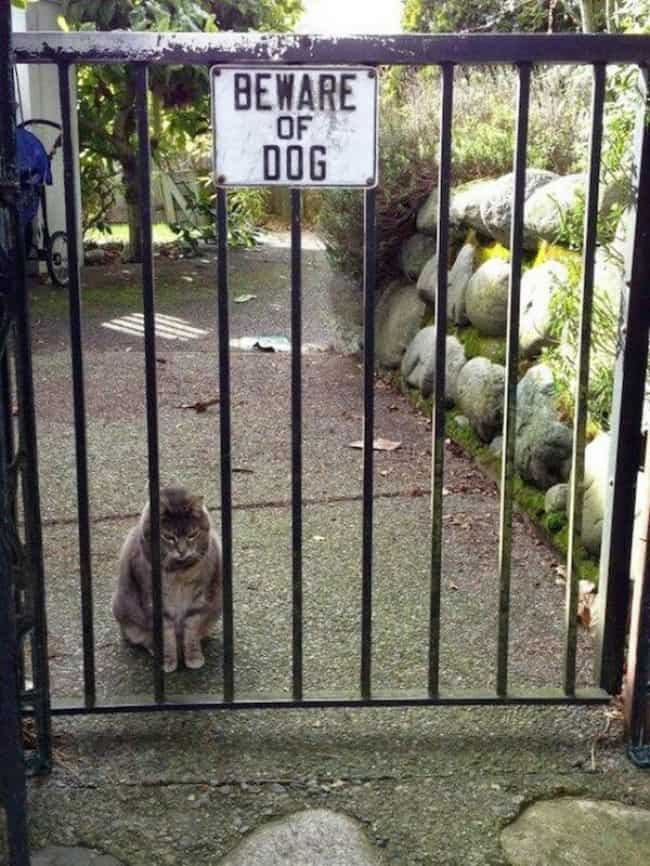 cat_guard_beware_of_dog