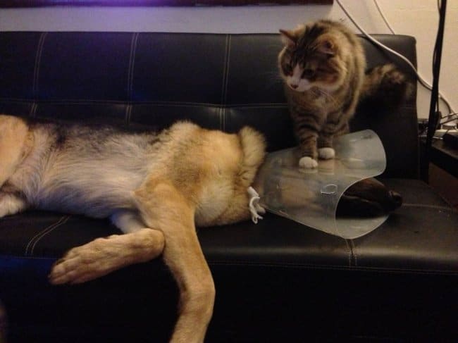 cat_sits_on_dog_recovery_collar