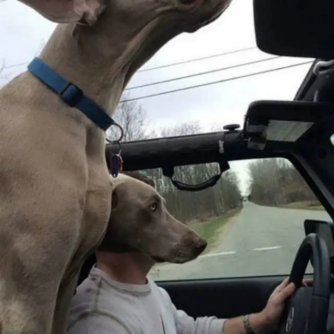 dog-driver-confusing-pictures