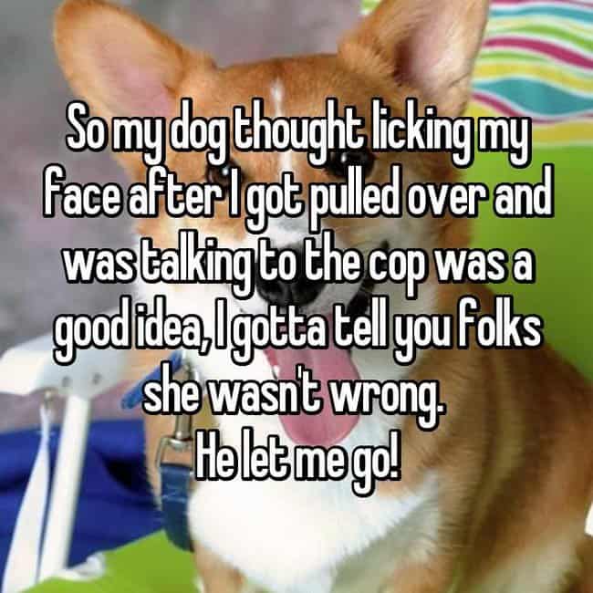 dog-licks-drivers-face