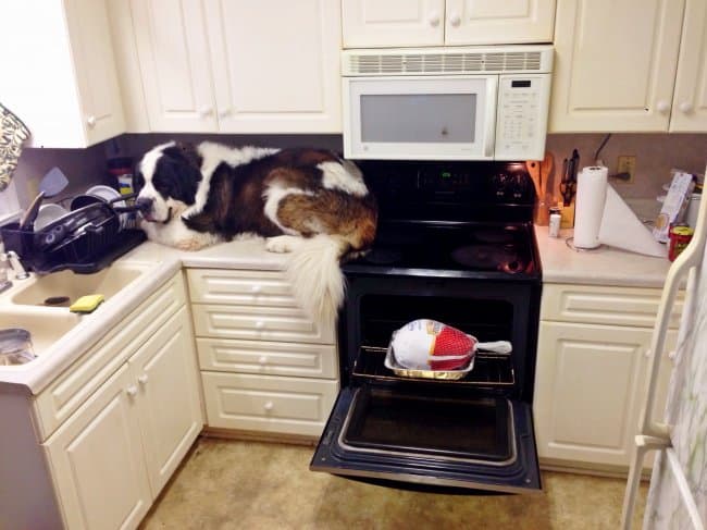 dog-on-top-of-the-kitchen-counter