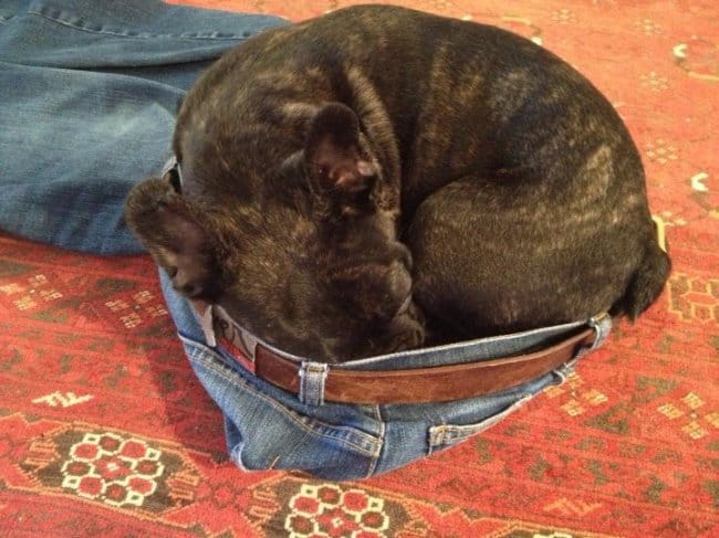 dog-sleeping-inside-jeans