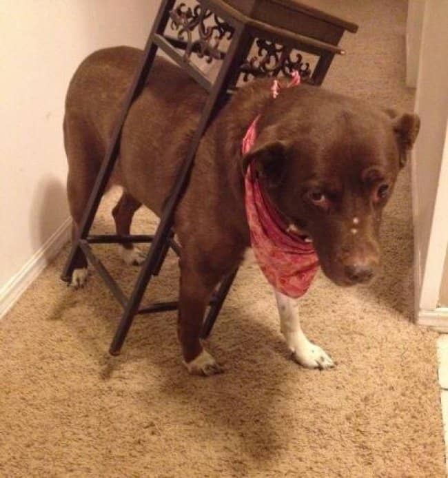 dog-trapped-inside-a-table
