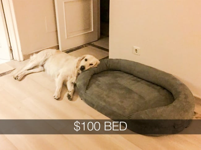 dog_dislikes_expensive_bed