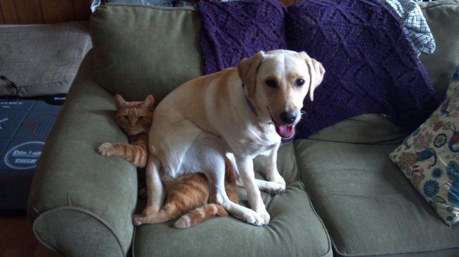 dog_sits_on_a_cat