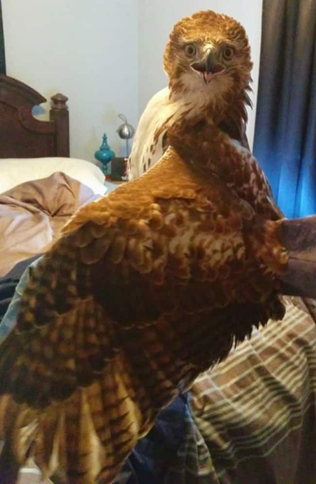 eagle-invades-bedroom-and-popped-everywhere-unlucky-people