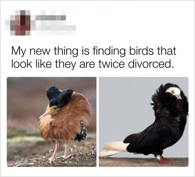 finding-birds-that-look-twice-divorced-creativity-in-hilarious-ways