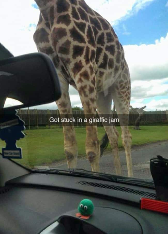 giraffe_on_the_middle_of_the_road