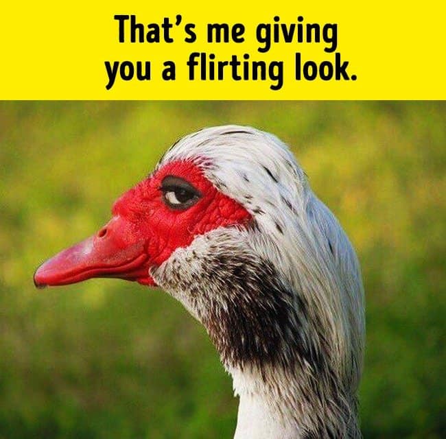 giving_a_flirty_look_funny_animal_photos