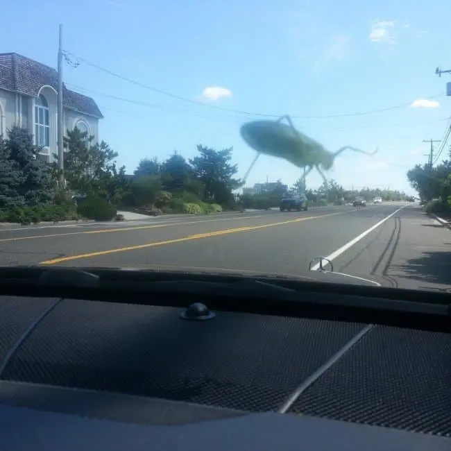 grasshopper-on-winshield-looks-like-a-giant-confusing-pictures