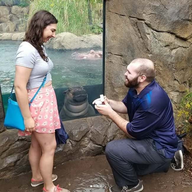 hippo-watches-wedding-proposal-funniest-photobombs