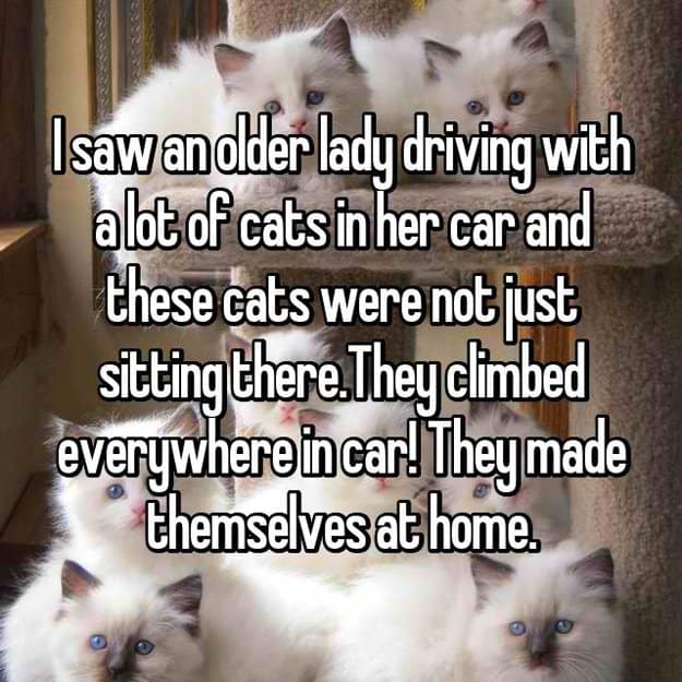 lady-driving-with-lots-of-cats-in-the-car-drivers-tell-all