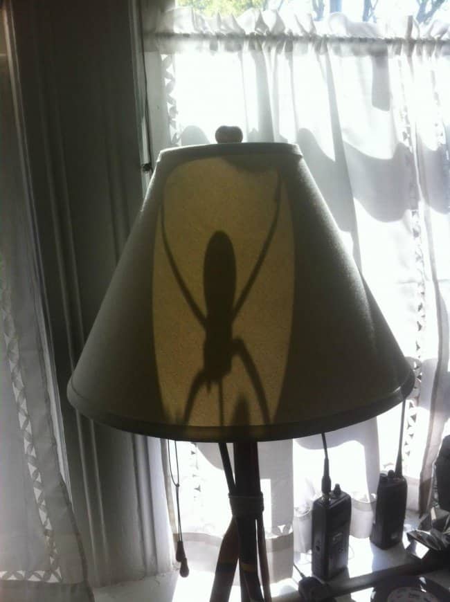 lampshade_shadow_looks_like_spider