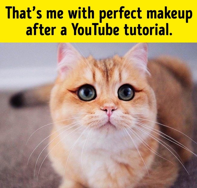 makeup_youtube_tutorial_funny_animal_photos