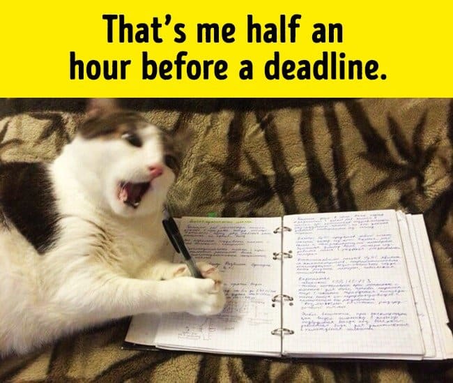 meeting_a_deadline_funny_animal_photos