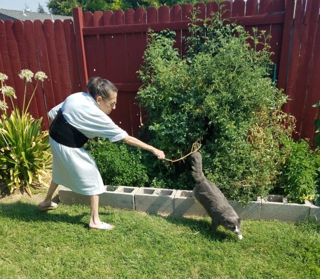 mom_trying_to_scare_away_cat_from_plant