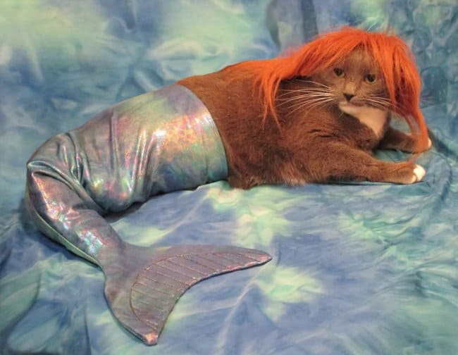 mom_turned_cat_into_mermaid