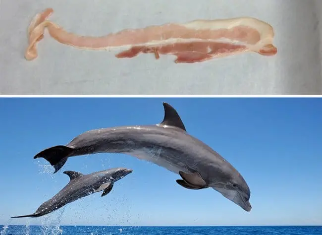 piece_of_bacon_and_dolphin_look_alike