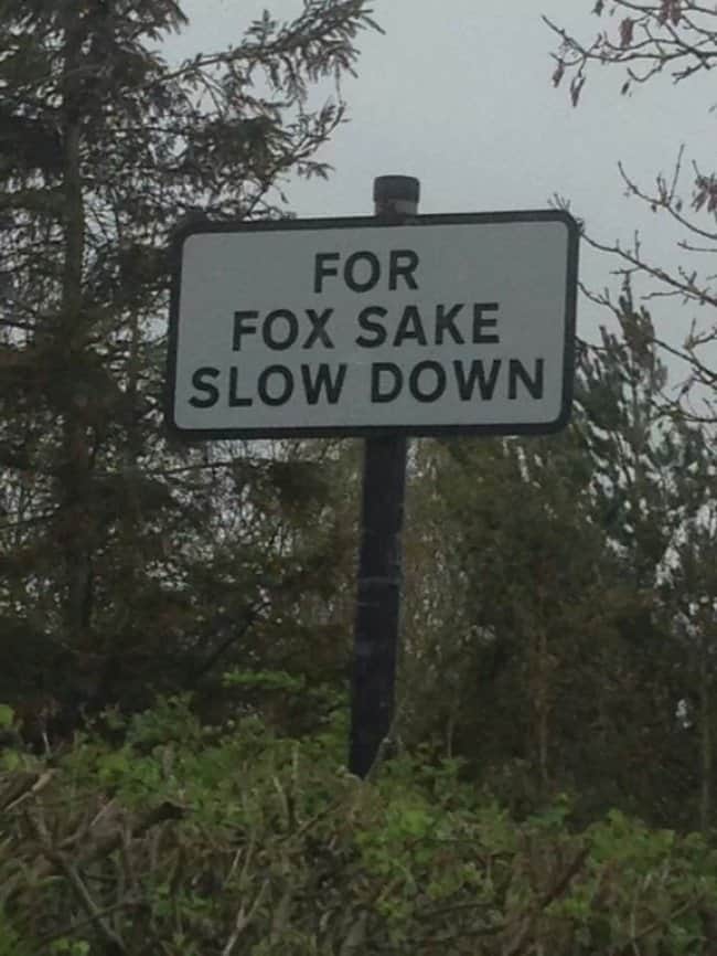 slow_down_for_fox_sake